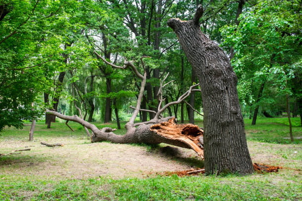 Professional Tree Care in Wabash, IN