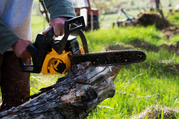 Best Tree Mulching  in Wabash, IN